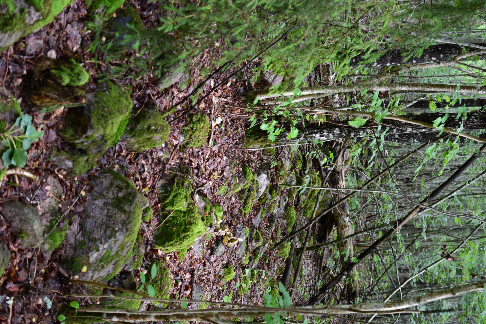 DSC_2474.JPG