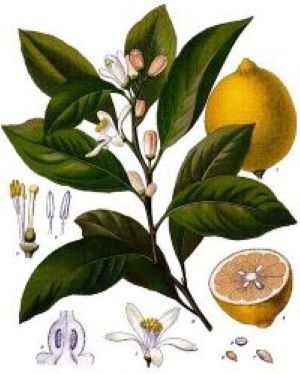 Citrus limon.jpg