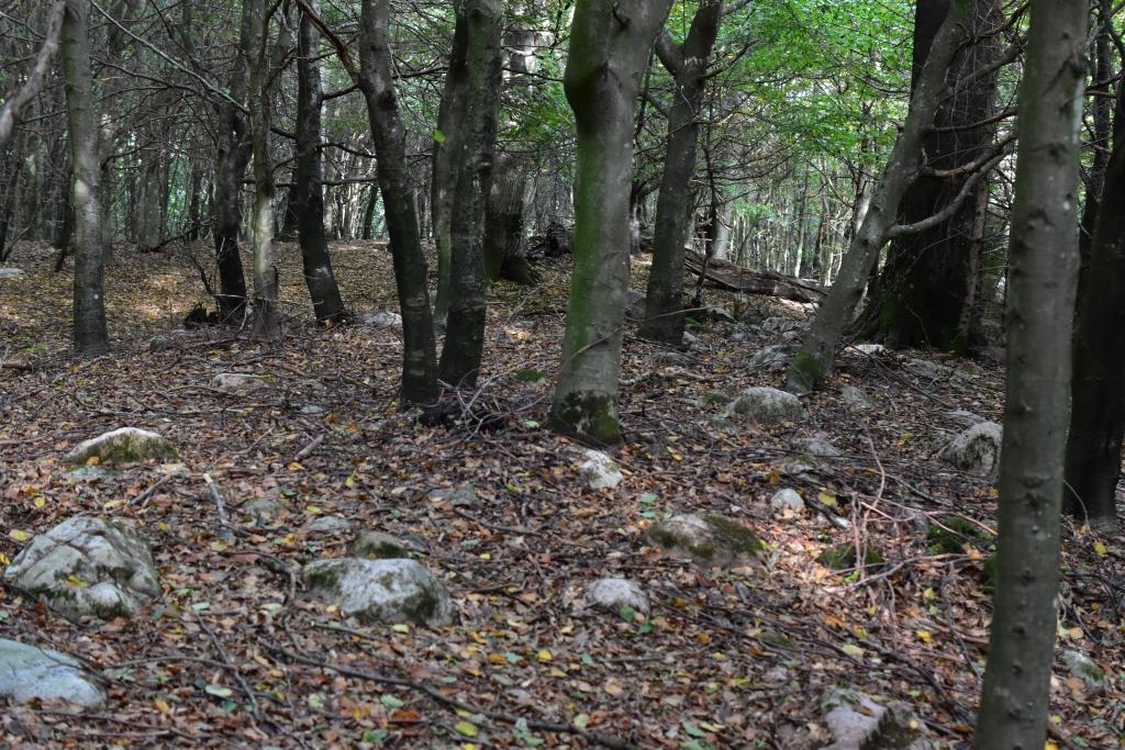 DSC_0321komp.JPG